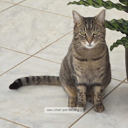 Photo de chat perdu à Grigny