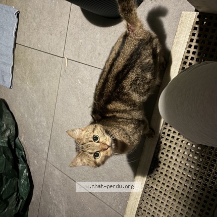 Photo 1/1 Chat trouvé Trouvé à Nantes