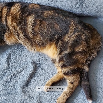 Photo de chat perdu à Montesson