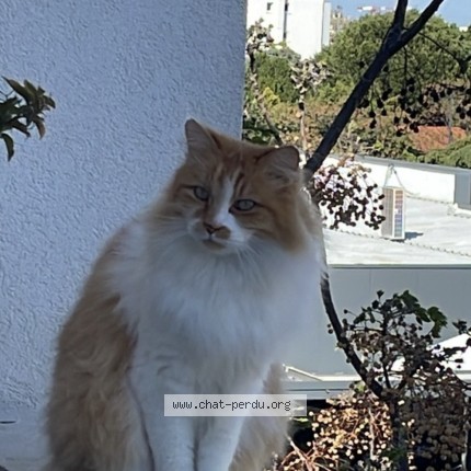 Photo de chat perdu à Montpellier