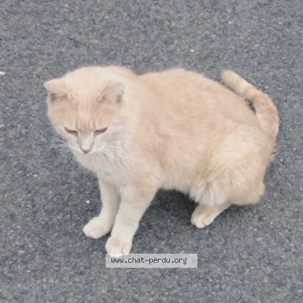 Photo 1/1 Chat trouvé Trouvé à Urrugne