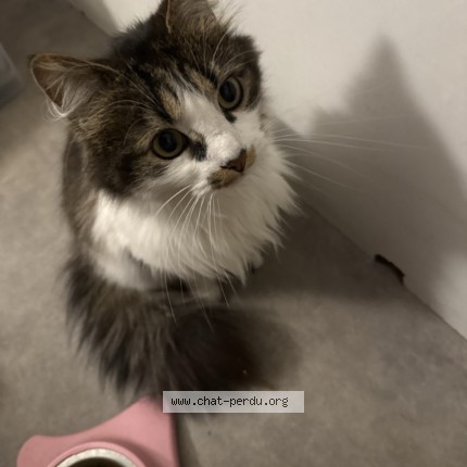 Photo 1/1 Chat trouvé Trouvé à Lille