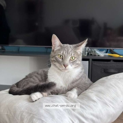 Photo 1/1 sully Chat perdu à Reims