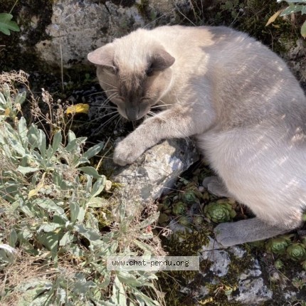 Photo de chat perdu à Cuiseaux