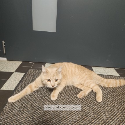 Photo 1/1 Chat trouvé Trouvé à Niort