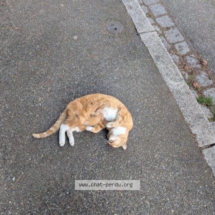 Photo 1/1 Snoopy Chat perdu à Schiltigheim