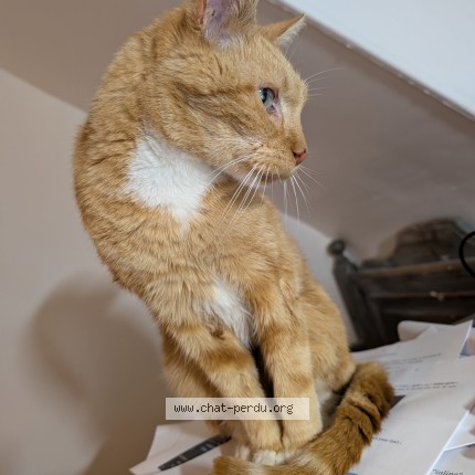 Photo de chat perdu à Schiltigheim