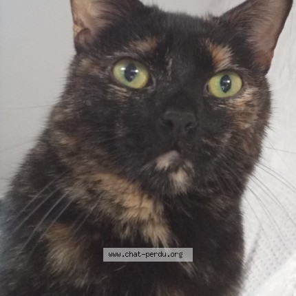 Photo de chat perdu à Laval