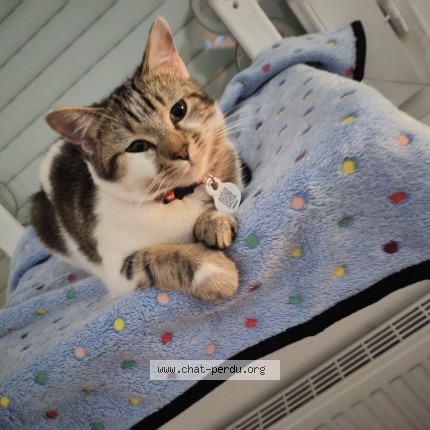 Photo de chat perdu à Corbas
