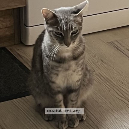 Photo de chat perdu à Pornichet