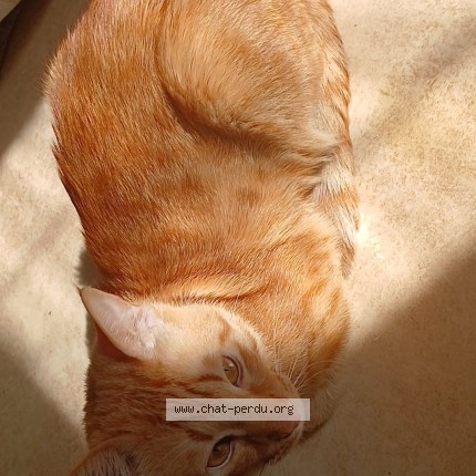 Photo de chat perdu à Saint Cyprien