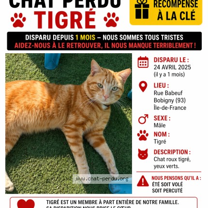 Photo de chat perdu à Bobigny