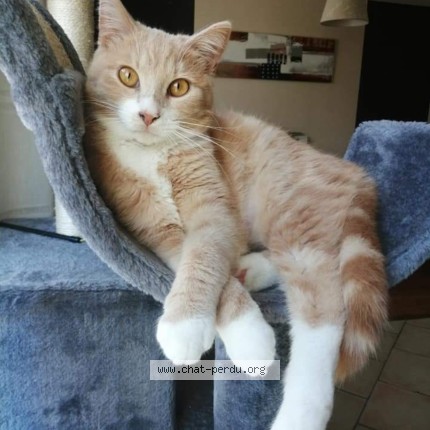 Photo 1/1 Chat retrouvé Perdu à Chambray Les Tours