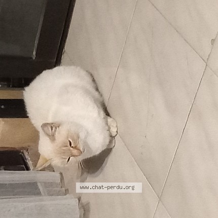 Photo de chat trouvé à Auriol