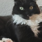 michka