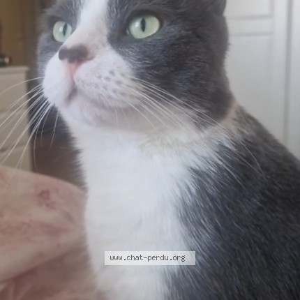 Photo de chat perdu à Tourcoing