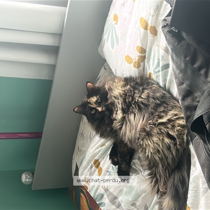 Photo de chat perdu à Roquecourbe