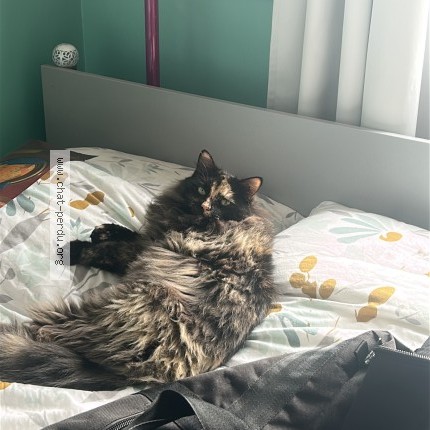 Photo 1/1 Chat retrouvé Perdu à Roquecourbe
