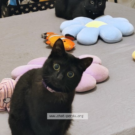 Photo de chat perdu à Neant Sur Yvel