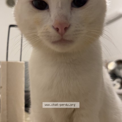 Photo de chat perdu à Agen