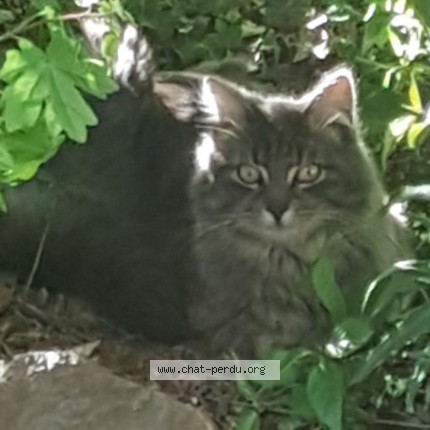 Photo de chat trouvé à Gap