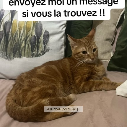 Photo de chat perdu à Nimes
