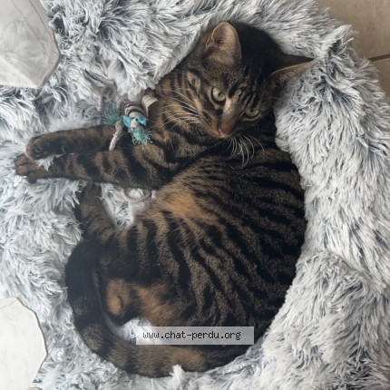 Photo de chat perdu à Bonson