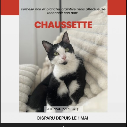 Photo de chat perdu à Marseille