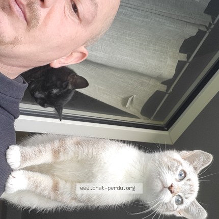 Photo de chat perdu à St Aubin Du Cormier