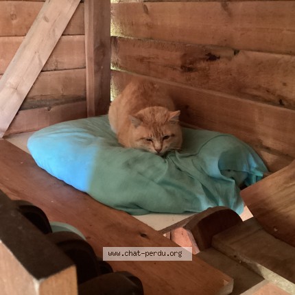 Photo de chat trouvé à Chatenay