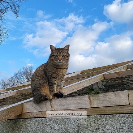 Photo 1/1 Pétote Chat perdu à Conquereuil