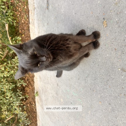 Photo 1/1 Chat trouvé Trouvé à Boulogne Billancourt