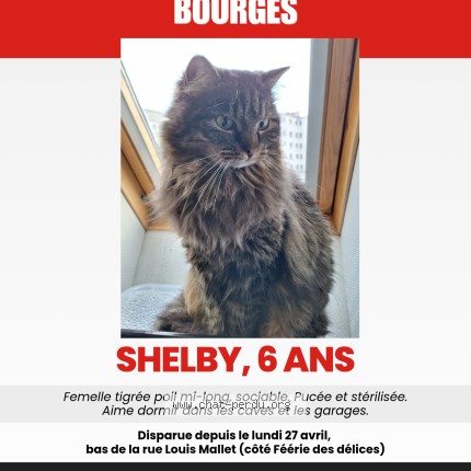 Photo de chat perdu à Bourges