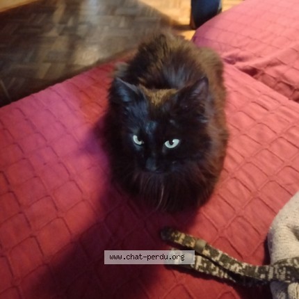 Photo de chat trouvé à Courpiere