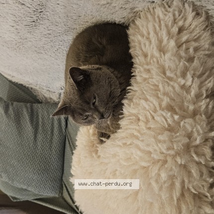 Photo de chat perdu à Biganos