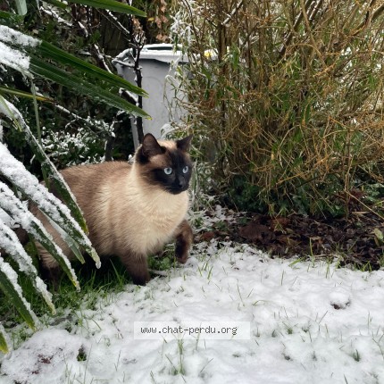 Photo 1/1 Bali Chat perdu à Rennes