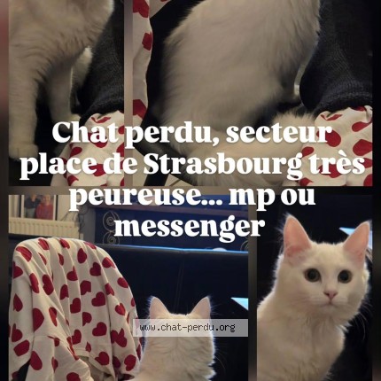 Photo 1/1 altesse Chat perdu à Brest