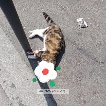 Photo 1/1 Chat trouvé Trouvé à Ivry