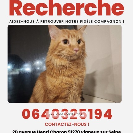 Photo 1/1 Chat retrouvé Perdu à Vigneux Sur Seine