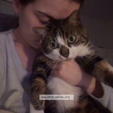 Photo 1/1 Clafoutis Chat perdu à Quevauvillers