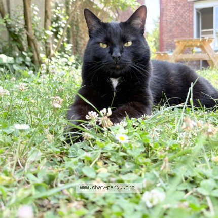 Photo de chat perdu à Arras