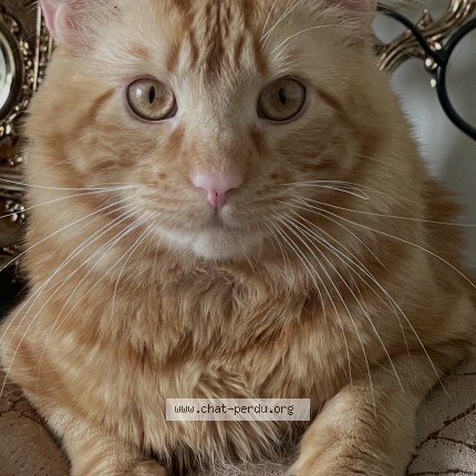 Photo 1/2 Chat retrouvé Perdu à Vigneux Sur Seine