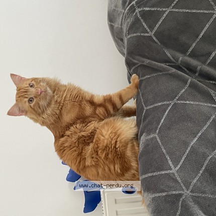 Photo 2/2 Chat retrouvé Perdu à Vigneux Sur Seine