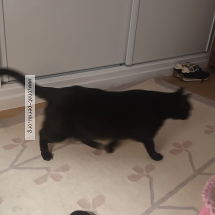 Photo 1/1 Chat retrouvé Perdu à Ferte Loupiere