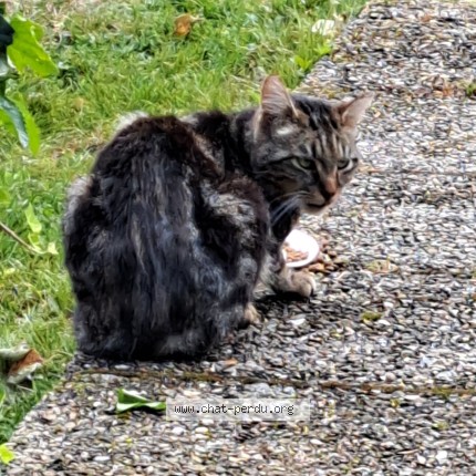 Photo 2/2 Chat trouvé Trouvé à Les Clayes Sous Bois