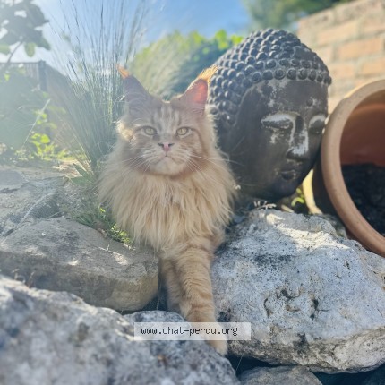 Photo 1/1 Chat retrouvé Perdu à Malaunay