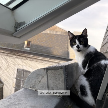 Photo 1/1 Chat retrouvé Perdu à La Roche Sur Yon