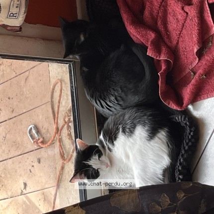 Photo de chat perdu à Labergement Sainte Marie
