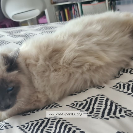 Photo de chat perdu à Olivet