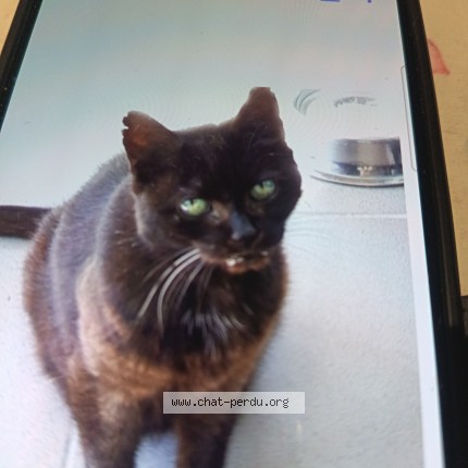 Photo de chat perdu à Limite Plombieres Les Bains